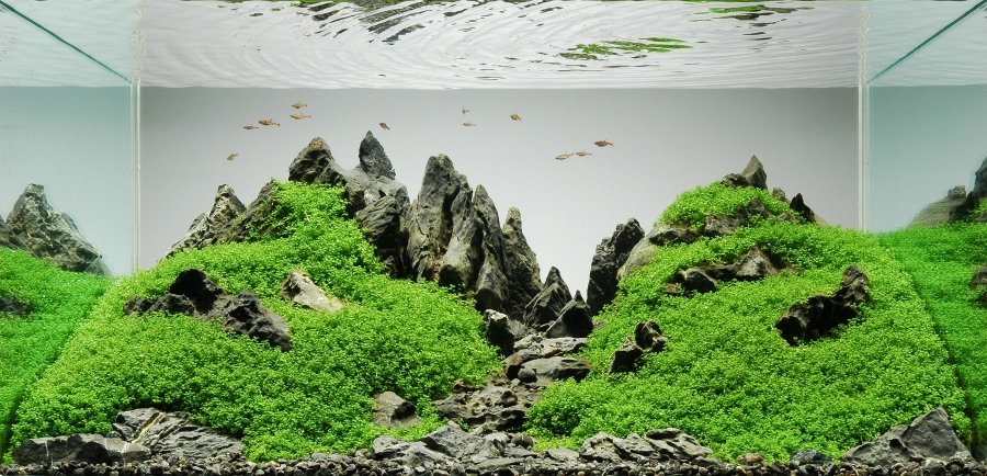 Peter Kirwan’ın Mountainscape Iwagumi akvaryumu: kayalar ve taban bitkileri, tam kadraj